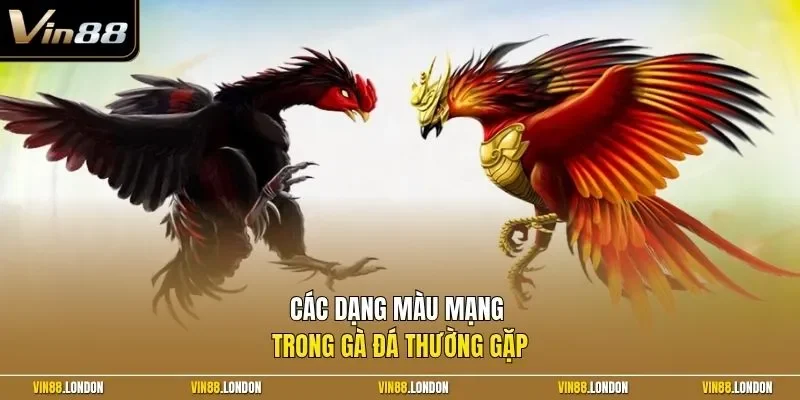Các dạng màu mạng trong gà đá thường gặp