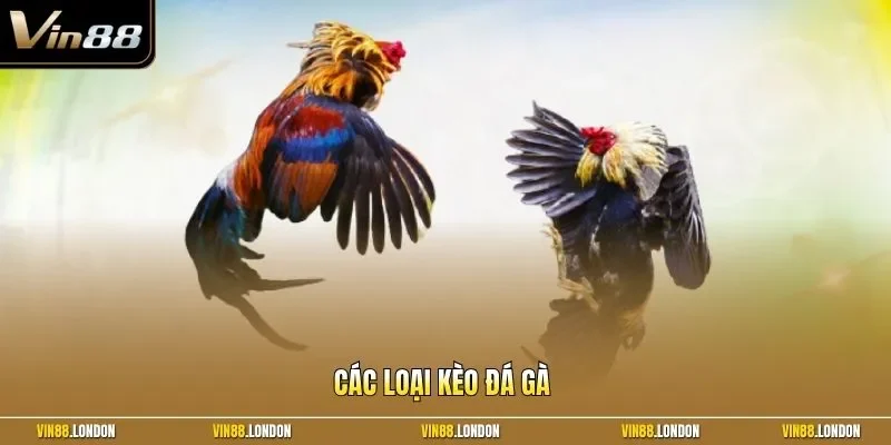 các loại kèo đá gà