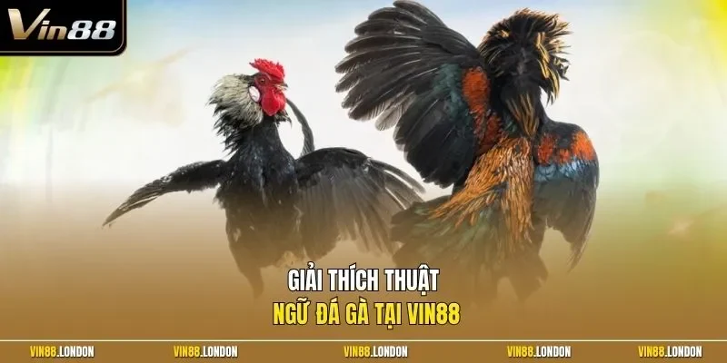 Giải thích thuật ngữ đá gà tại Vin88