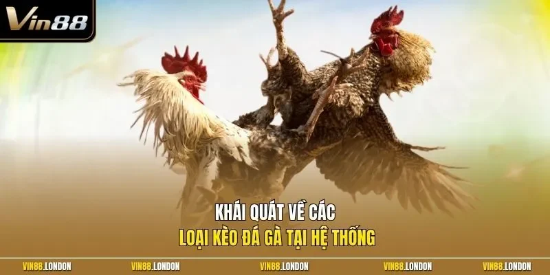 Khái quát về các loại kèo đá gà tại hệ thống