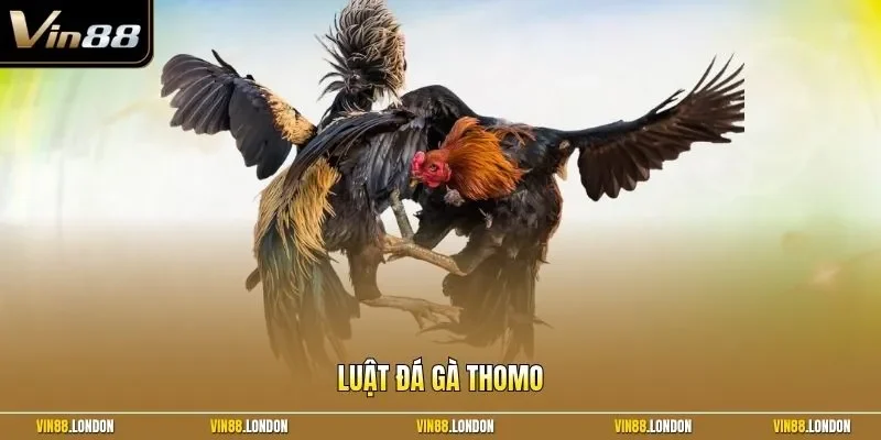 Luật đá gà Thomo
