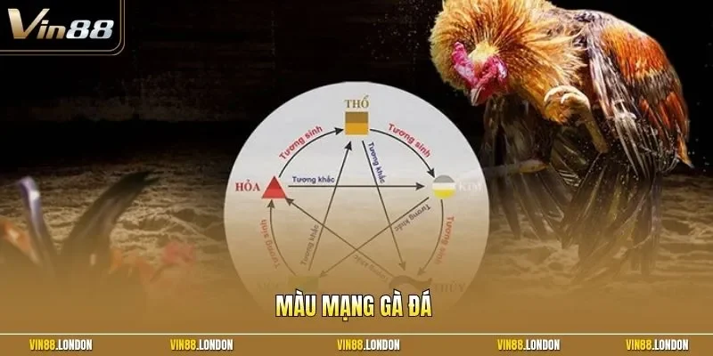 màu mạng gà đá