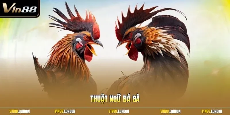 Thuật ngữ đá gà
