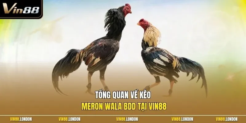 Tổng quan về kèo Meron Wala BDD tại Vin88