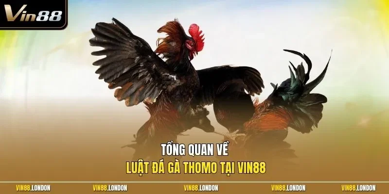 Tổng quan về luật đá gà Thomo tại Vin88